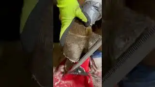 Odd Crack on a Wry Mule Hoof part 3 #satisfying #farrier #trimmer #horse