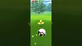 Shiny Bellsprout, bane of zombies (Bellsprout Community Day 2024)