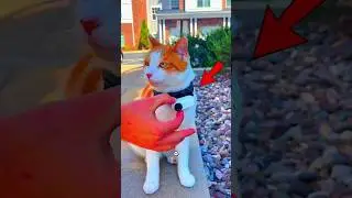 What Happens If You Put a Camera in a Cat? 😱