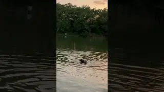 Фильм про собаку спасаку🦮