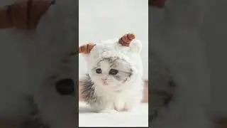 Котики. Часть 7