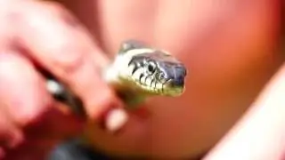 Grass-snake (macro video 1080p) / Žaltys video iš arčiau (makro video 1080p)