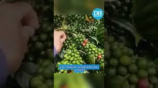 Huila espera exportar más café