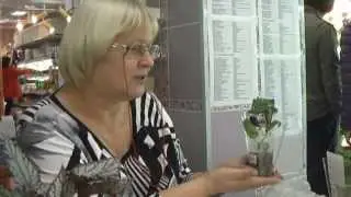 ДФ.Бегонии - размножение и выращивание. Г.Шипилова.
