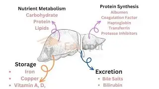 How to investigate Hepatic Liver Protein synthesis Function