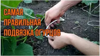 Самая правильная подвязка огурцов.
