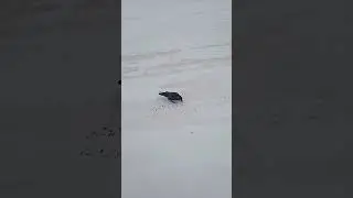 Ворон кушать захотел