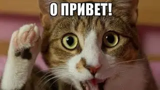Всем здарово!