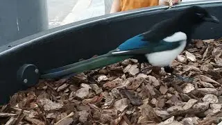Это шок .. эта Сорока   кусала и нападала..