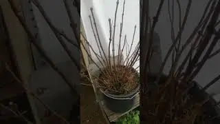 Где зимуют крупнолистные.