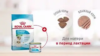 Royal Canin Mini Starter