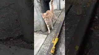 Rescuing a friendly orange from outside