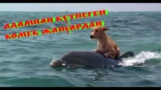 Адамнан келмеген көмек жануардан. Бір біріне көмектескен жануарлар