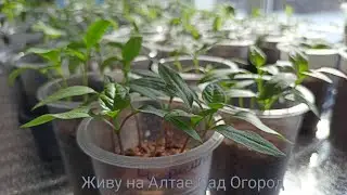 Перцы для открытого грунта на 14 марта/Пикировка