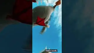 New Zealand Gulls Devouring Chips