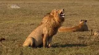LAUGHING LION | NAT GEO WILD | FUNNY ANIMAL VIDEOS