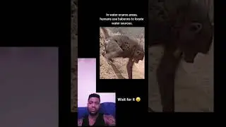 Unbelievable: How Baboons Are Solving the Water Crisis 😆 🤣