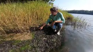 Salt Marsh formation in an estuary