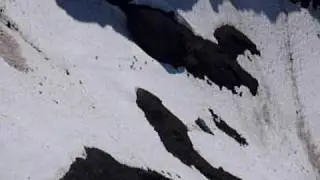Mountain Goats fleeing Coyote