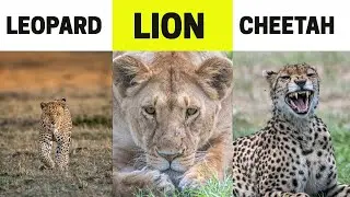 Wildlife Photography in Africa: 9 Big Cats Photographing Tips