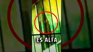 ALFA APARECIÓ en la CASA de FEDE VIGEVANI😱 
