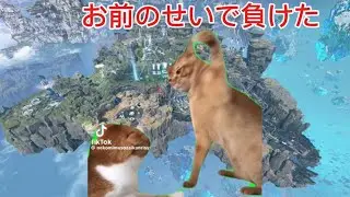 某FPSゲーム界隈に入った猫の末路…【猫ミーム】
