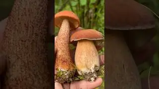Парочка Шикардосочка !