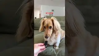 A little treat for your ears—watch pups enjoy their treats! #PetSmart #ASMR #Dogs #anythingforpets