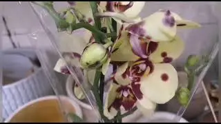 🌺И снова завоз орхидей в Сочи!.. 🌺