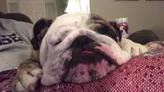 Ce bulldog est adorable quand il dort