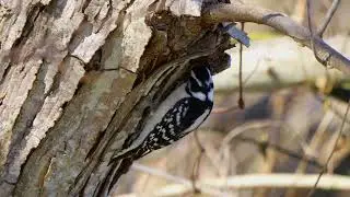 Downy Woodpecker eating a juicy grub