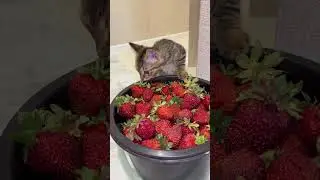 #влог #юмор #котёнок