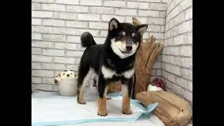 Black and Tan Shiba Inu - Boba