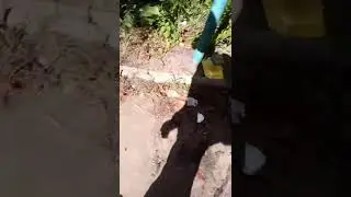 Кошка мама с котятами во дворе