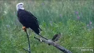 An eagle and a hawk sit next to each other on the Mississippi river/Орел и Ястреб рядом уселись