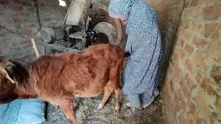 Red Cow Ko Ajj Bukhar ho Gya fun😁😁