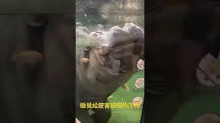 睡的很大方的河馬