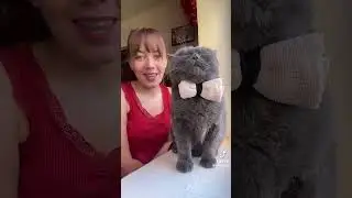какой кот