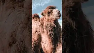 The Amazing Adaptations of the Camel