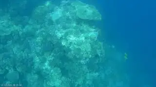 Риф LABRANDA royal makadi bay