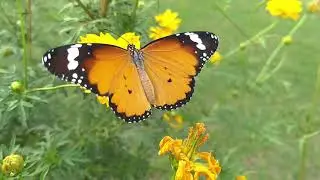 no copyright butterfly video || ncs