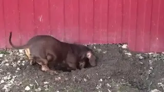 Собака-копака