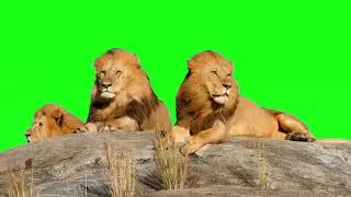 Lion Green background videos/Lion Green screen