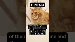 Fun fact #cats #shorts #facts