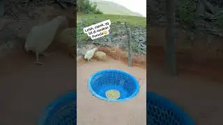 Perangkap burung Hidup itu Simple dan Mudah 