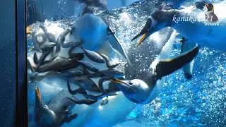 海響館 ジェンツーペンギンのおやつ”魚の氷漬け”