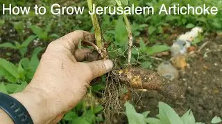 How to Move And Grow Jerusalem Artichoke
