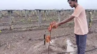 રૂડું રળિયામણું મારું ફાર્મ part 2