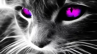 Самые красивые кошки в мире! ТОП 10 красивых животных! Top 10 Beautiful Animals!