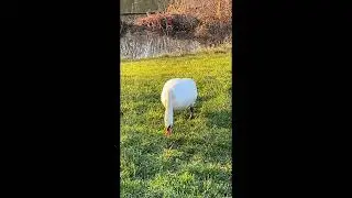 Swan (mit free iMovie sound)